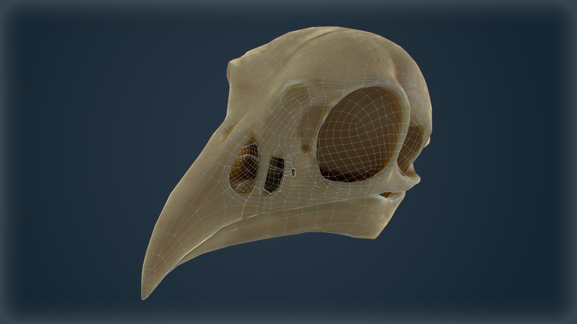 Low-Poly Raven Skull 3D Model - Game-Ready with Textures Low-poly 3D model_1