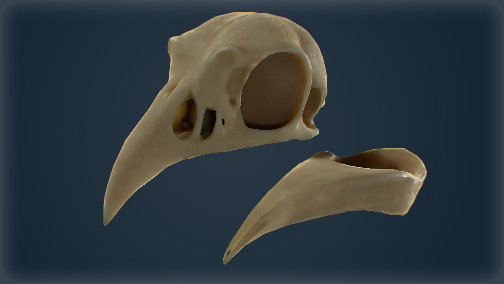 Low-Poly Raven Skull 3D Model - Game-Ready with Textures Low-poly 3D model_4