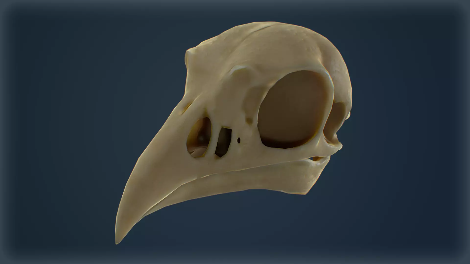 Low-Poly Raven Skull 3D Model - Game-Ready with Textures Low-poly 3D model_0
