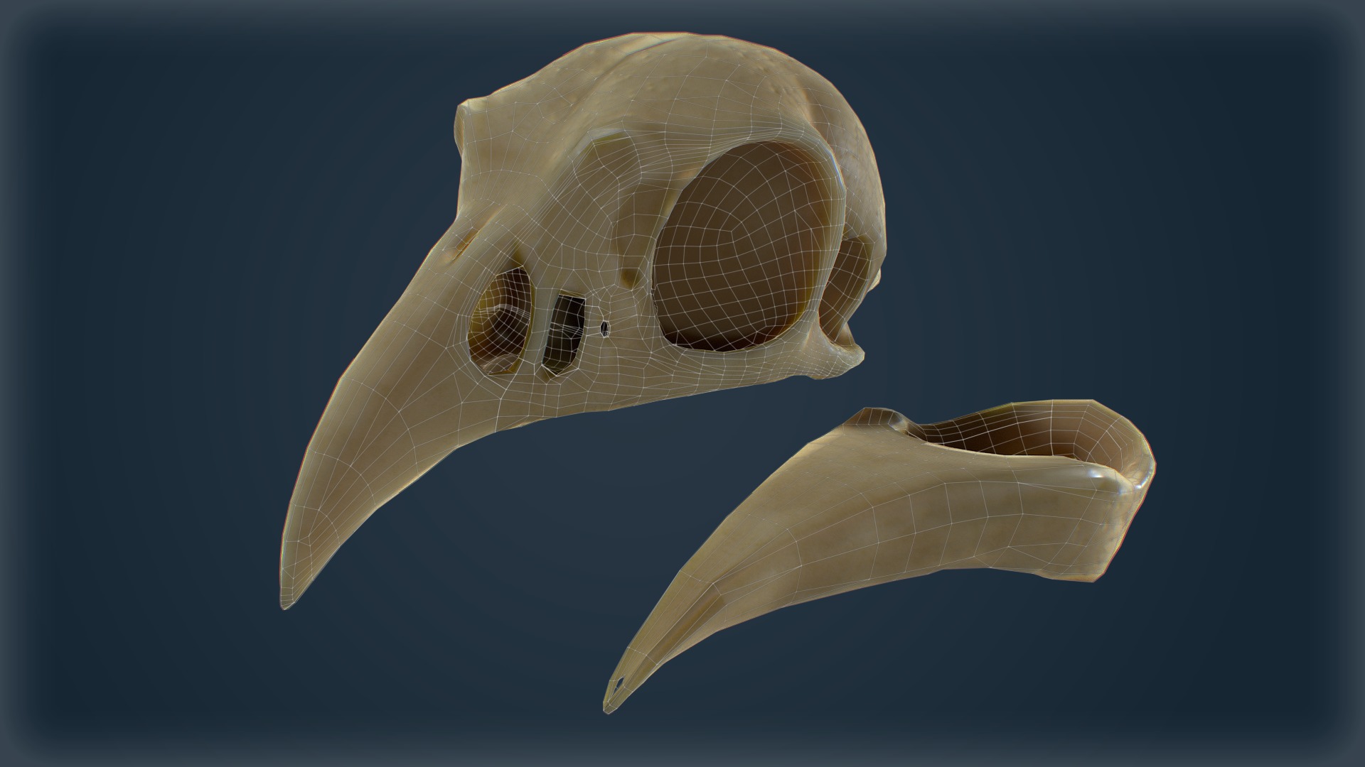 Low-Poly Raven Skull 3D Model - Game-Ready with Textures Low-poly 3D model_5