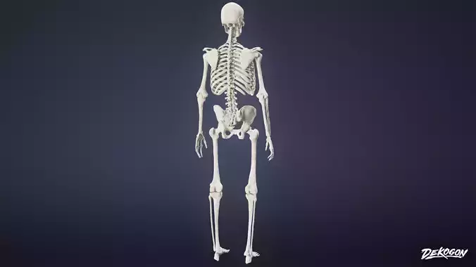 BONES - Human Skeleton 01 - NANITE