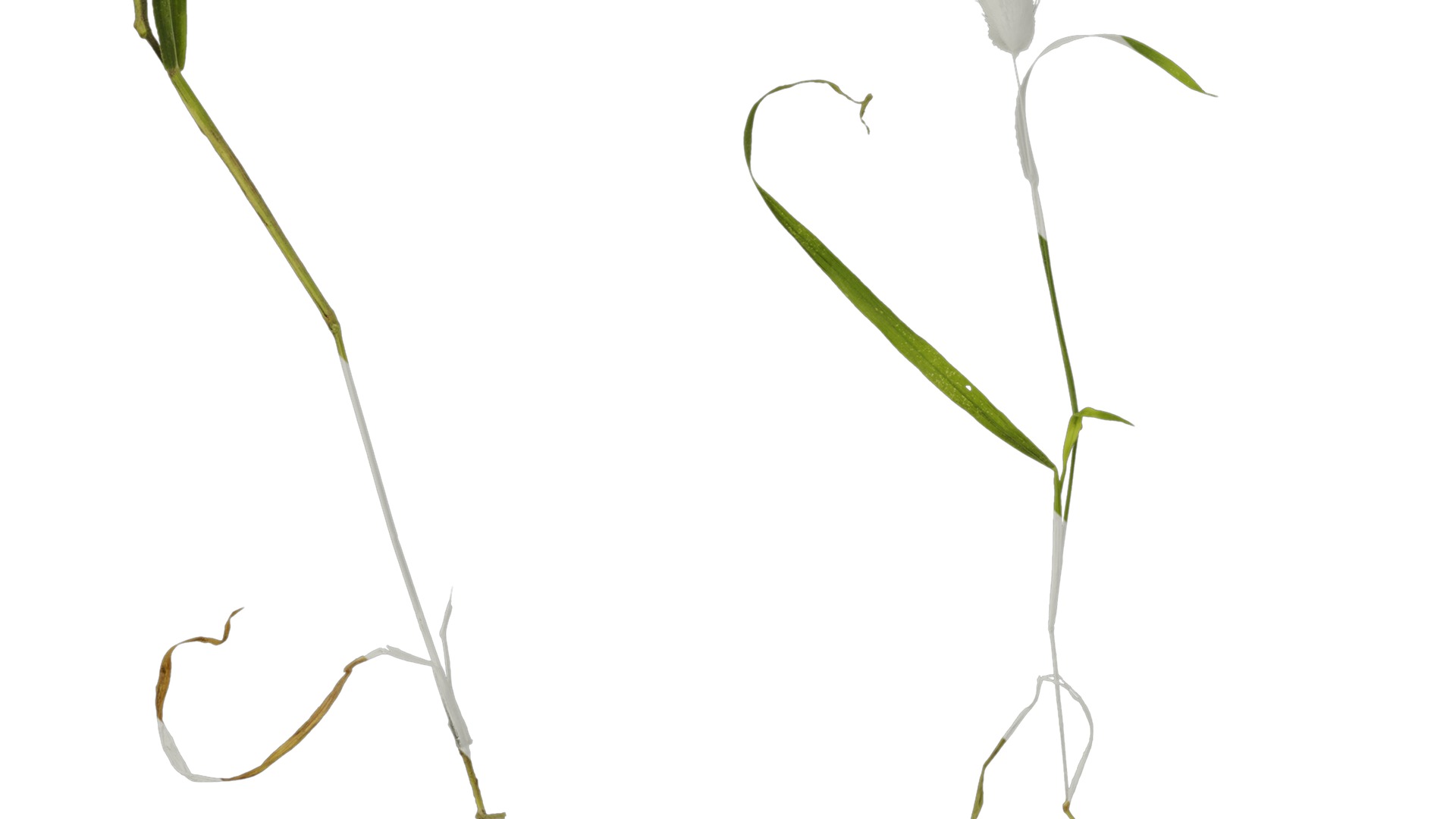 Anydrafts Lagurus ovatus Atlas 04 Texture_5