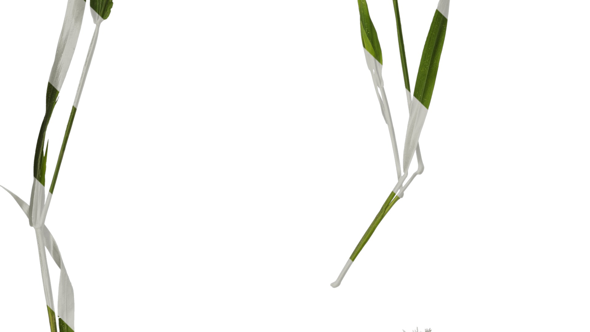 Anydrafts Lagurus ovatus Atlas 04 Texture_3