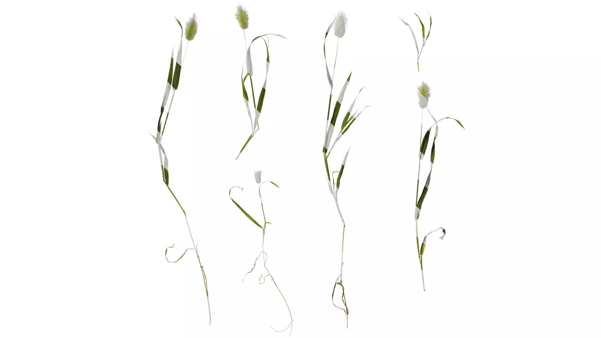 Anydrafts Lagurus ovatus Atlas 04 Texture_0