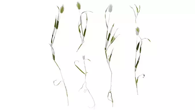 Anydrafts Lagurus ovatus Atlas 04