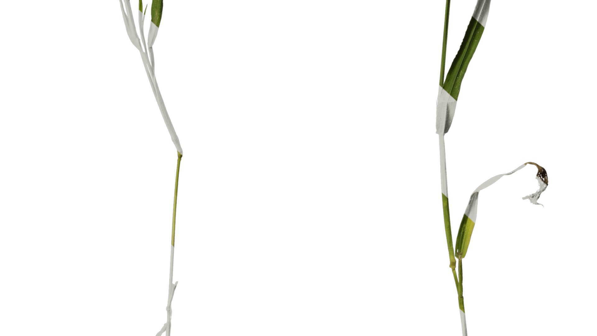 Anydrafts Lagurus ovatus Atlas 04 Texture_6