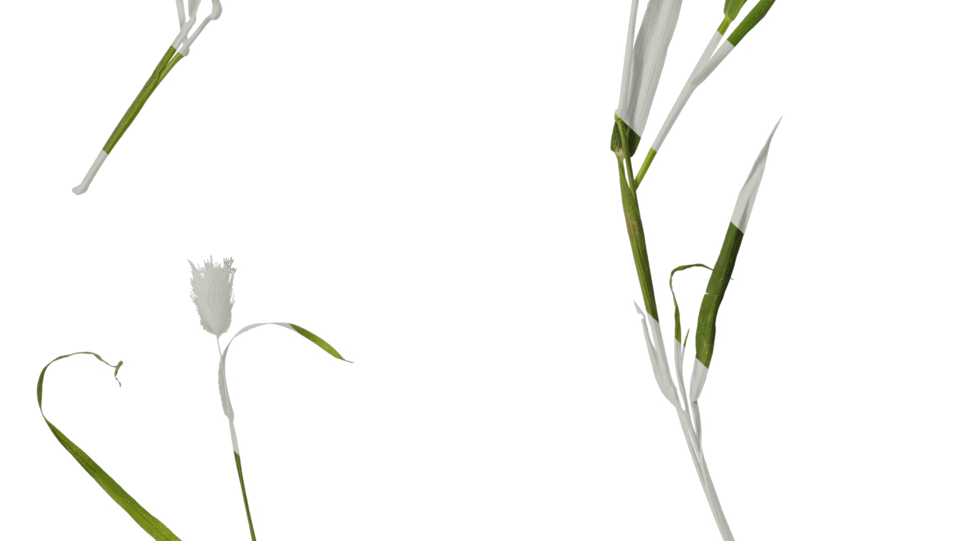 Anydrafts Lagurus ovatus Atlas 04 Texture_7