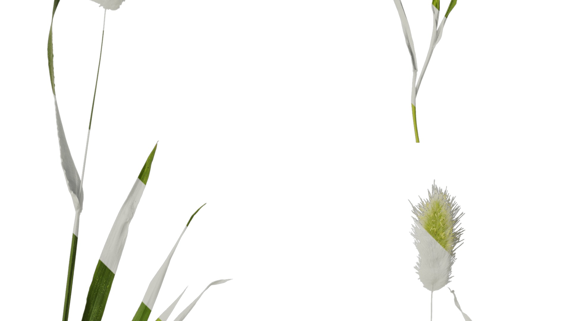 Anydrafts Lagurus ovatus Atlas 04 Texture_2