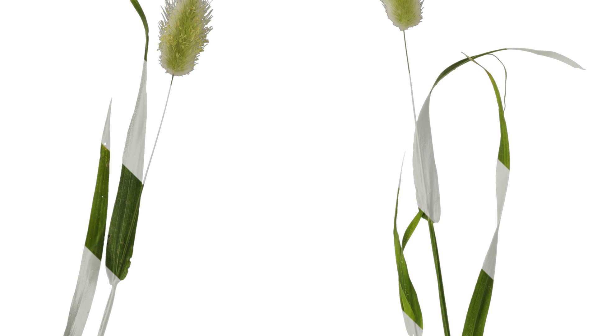 Anydrafts Lagurus ovatus Atlas 04 Texture_1