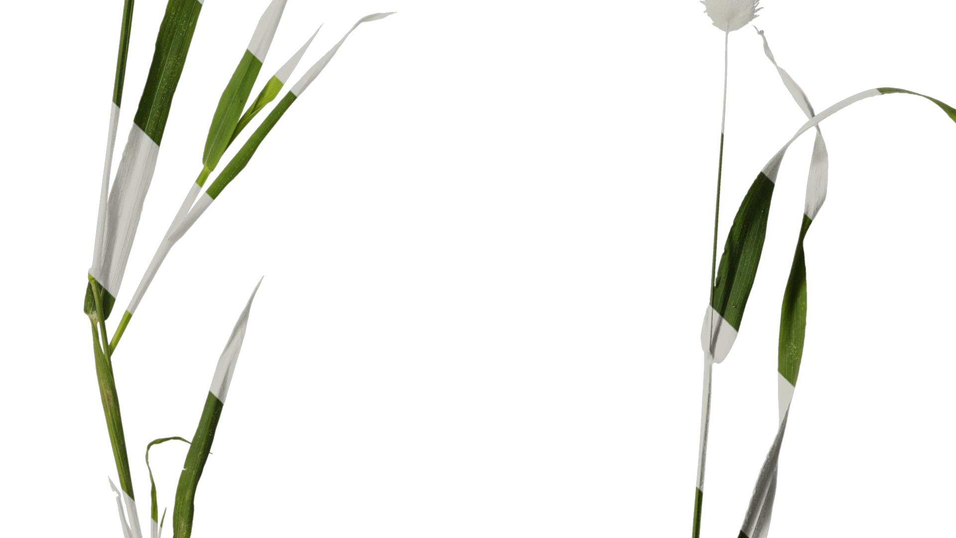 Anydrafts Lagurus ovatus Atlas 04 Texture_4