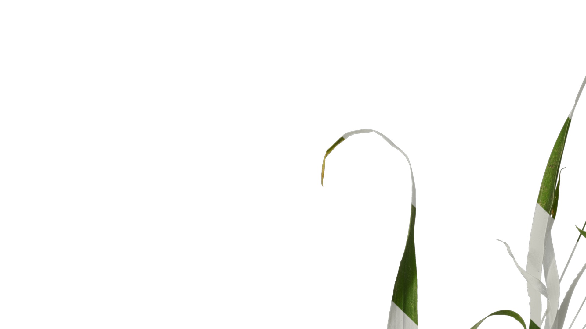 Anydrafts Lagurus ovatus Atlas 05 Texture_1