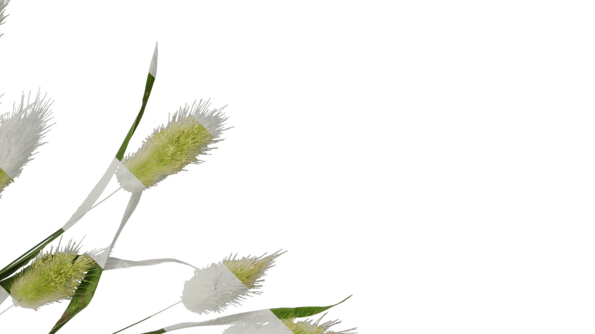 Anydrafts Lagurus ovatus Atlas 05 Texture_2