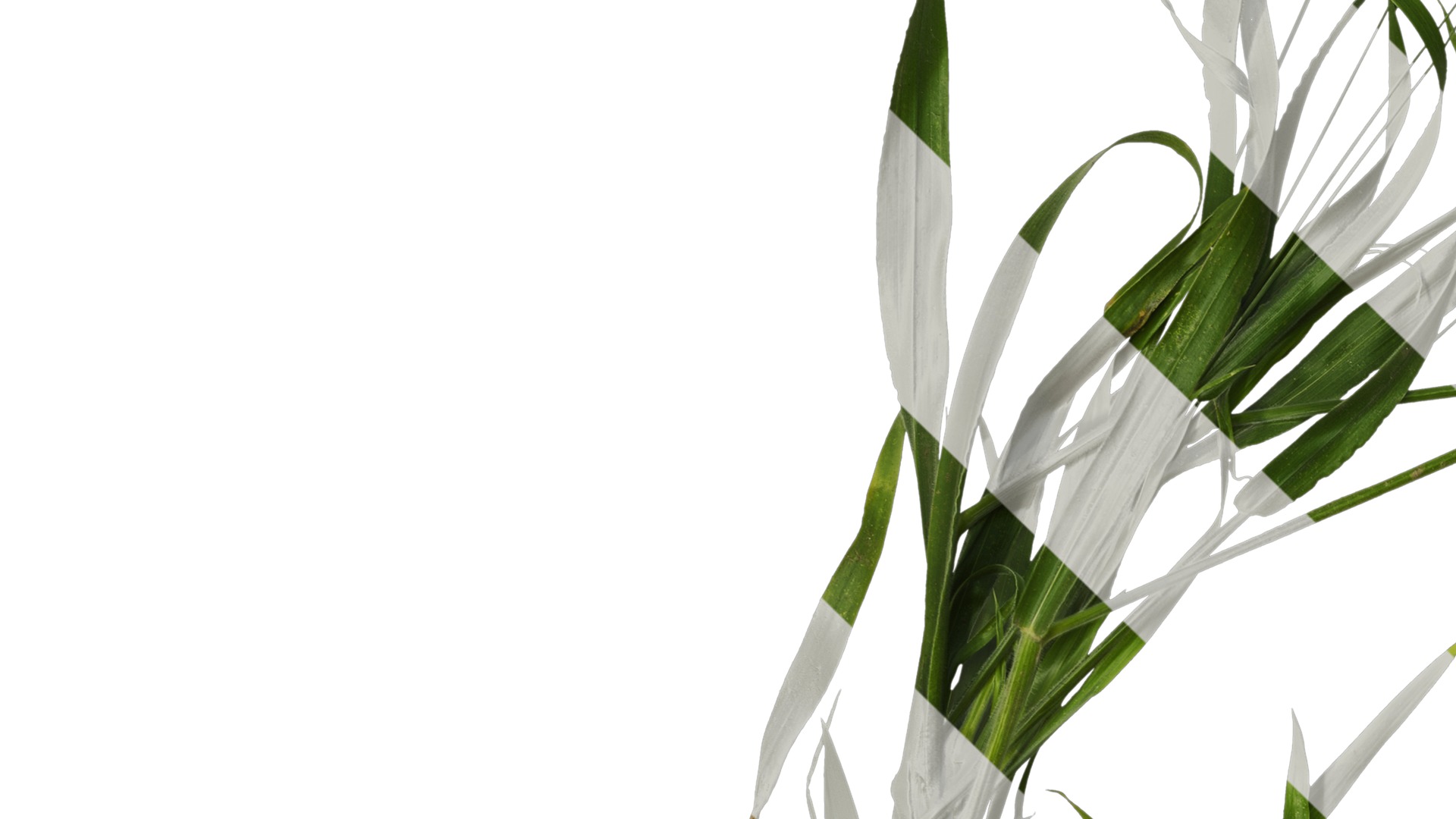 Anydrafts Lagurus ovatus Atlas 05 Texture_3