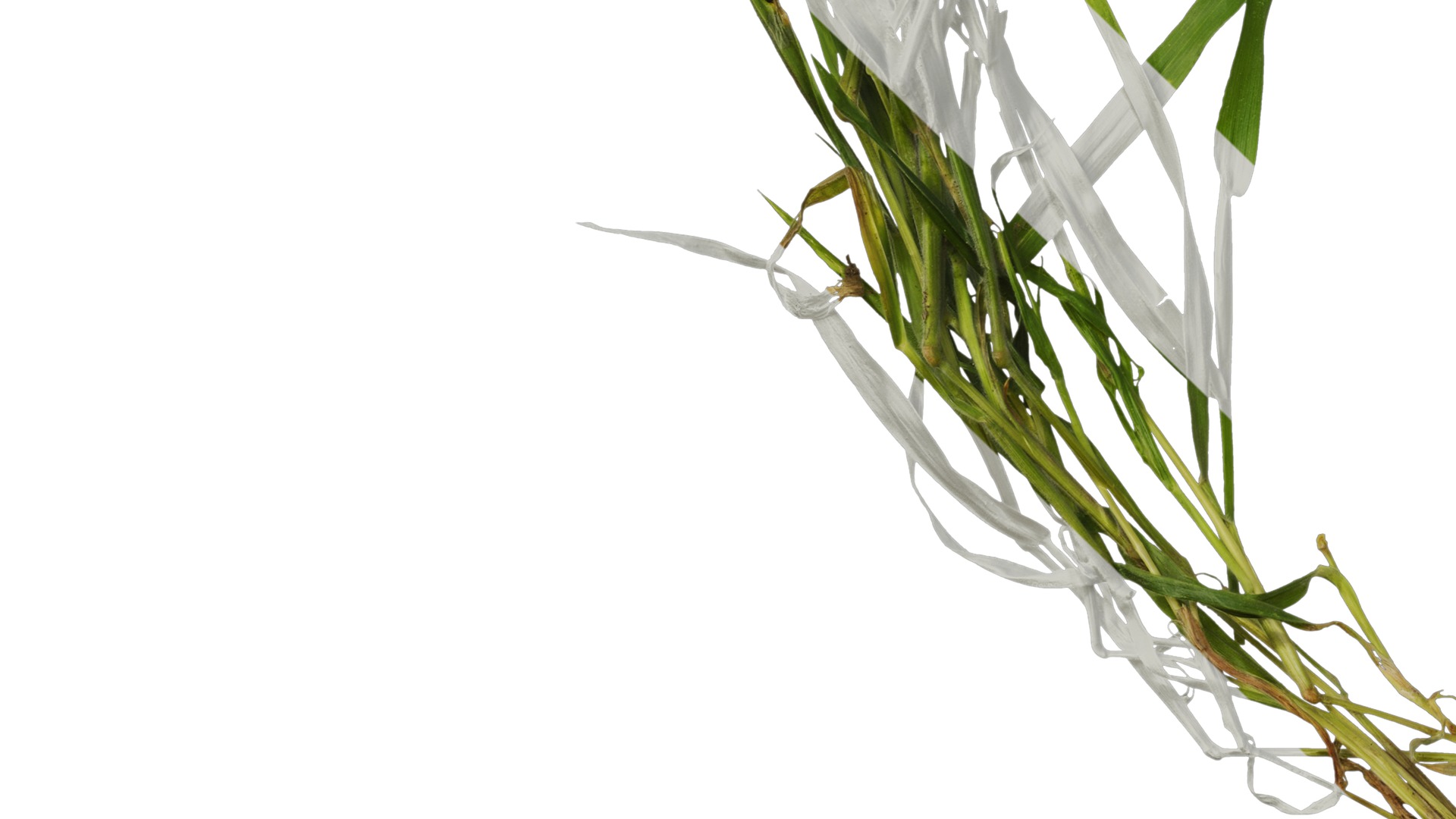 Anydrafts Lagurus ovatus Atlas 05 Texture_5