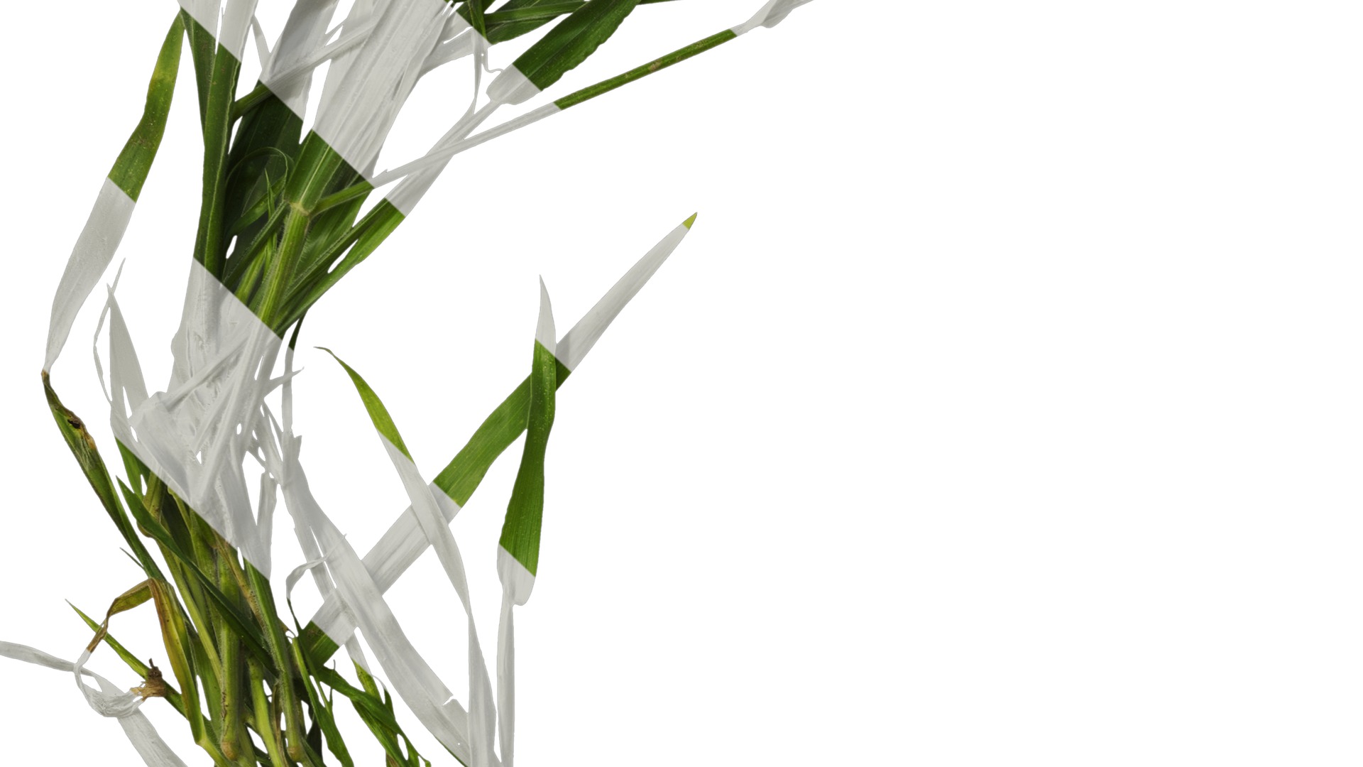 Anydrafts Lagurus ovatus Atlas 05 Texture_7