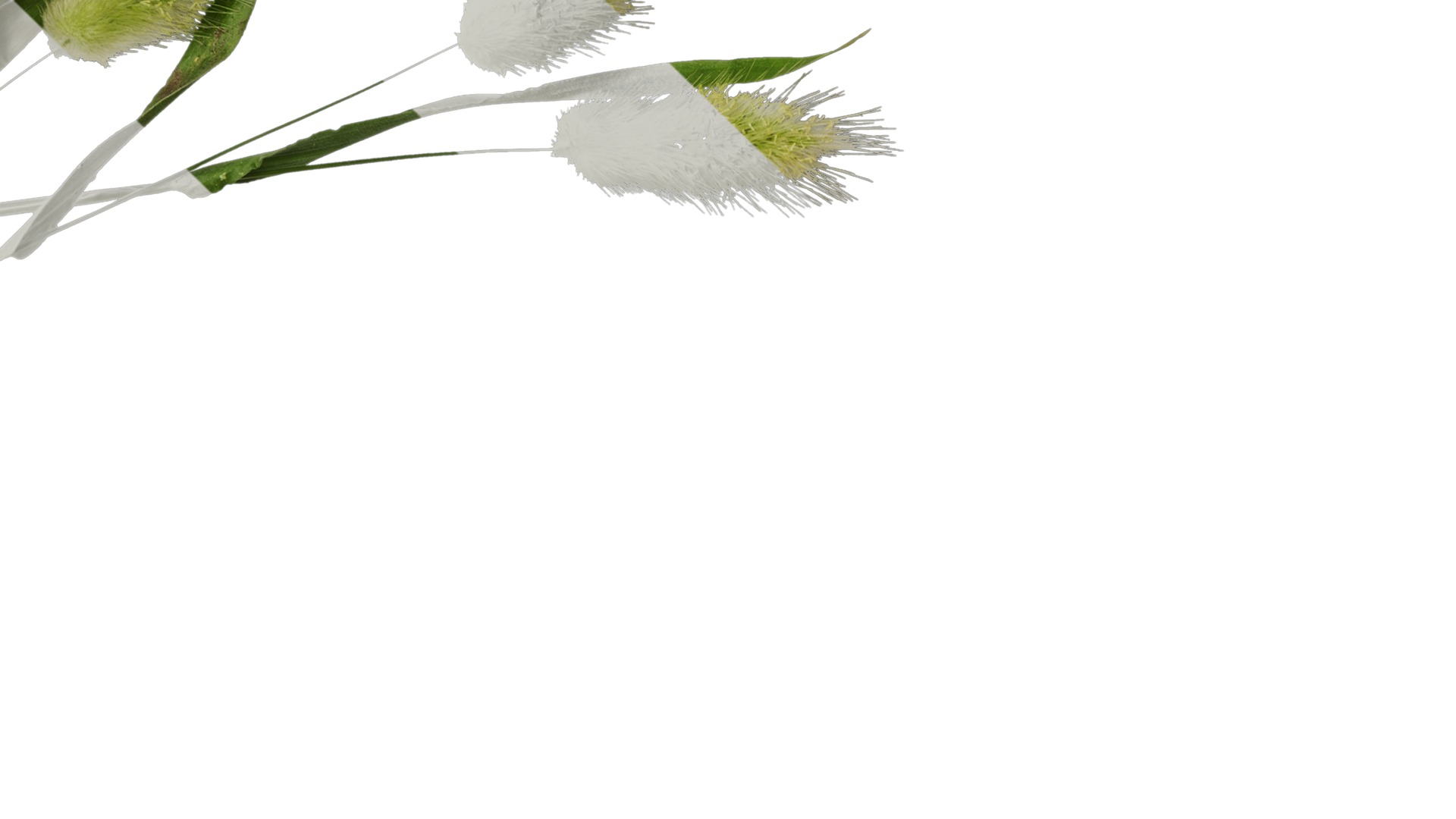 Anydrafts Lagurus ovatus Atlas 05 Texture_4