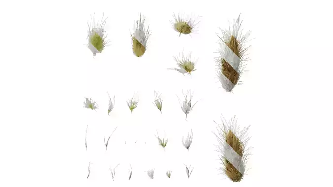 Anydrafts Lagurus ovatus Flower 01