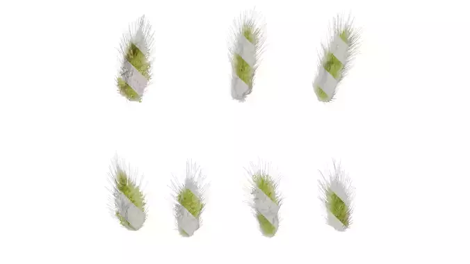 Anydrafts Lagurus ovatus Flower 02