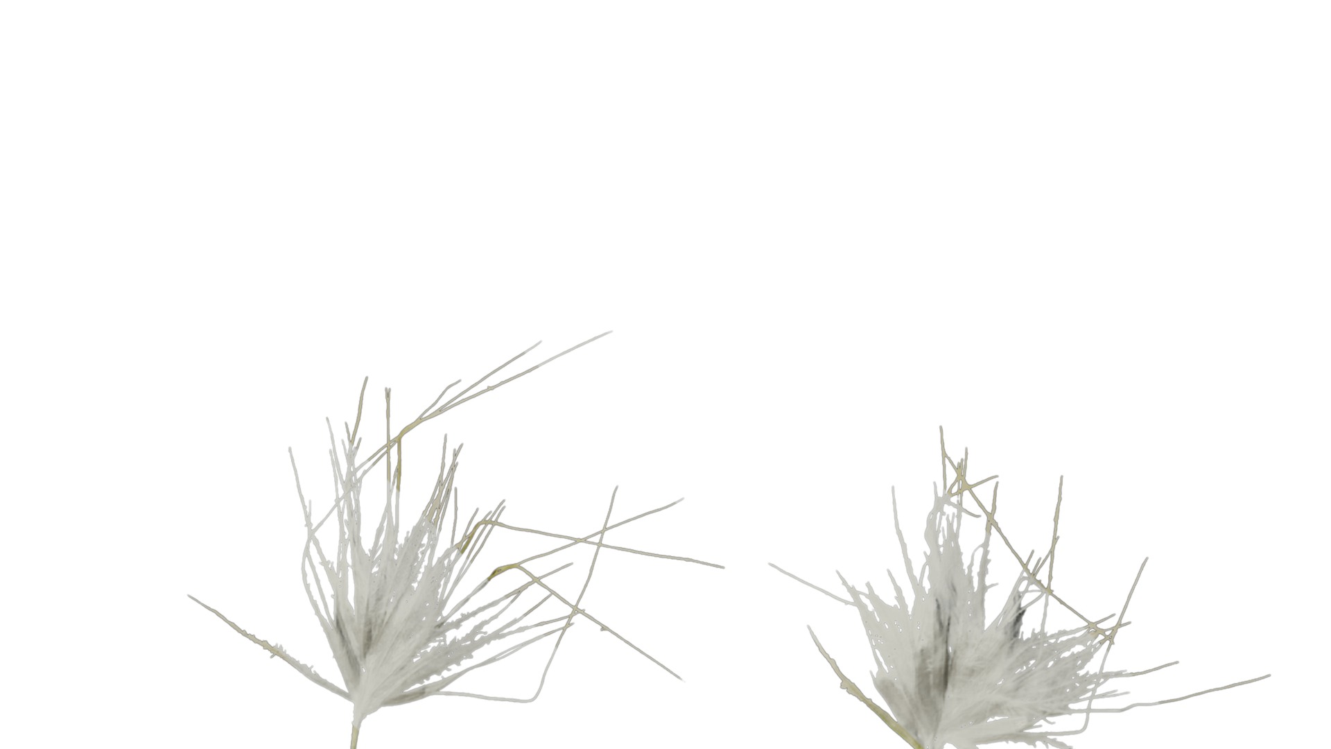 Anydrafts Lagurus ovatus Flower 03 Texture_2