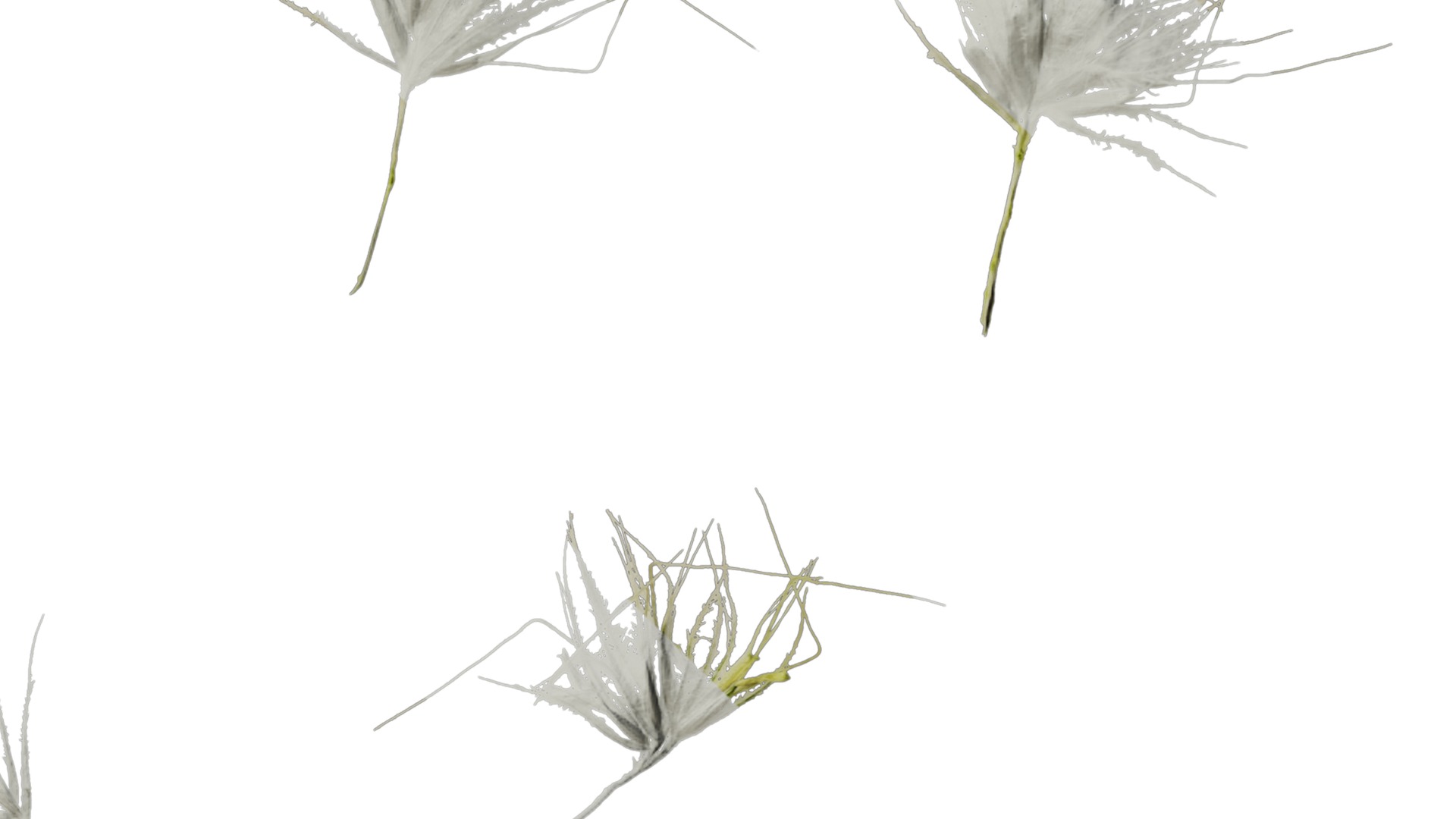 Anydrafts Lagurus ovatus Flower 03 Texture_4