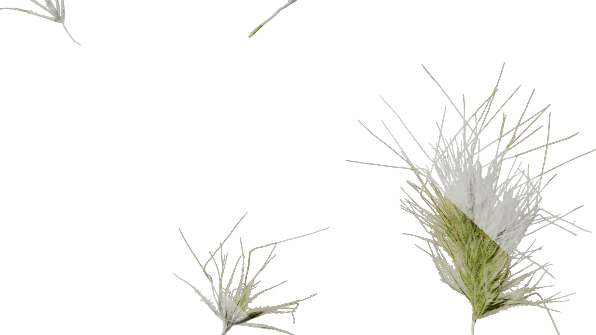 Anydrafts Lagurus ovatus Flower 03 Texture_6