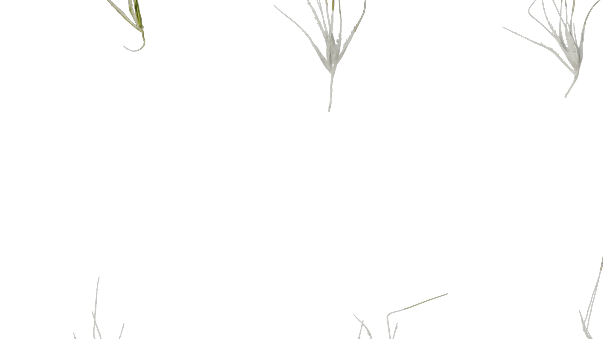 Anydrafts Lagurus ovatus Flower 03 Texture_3