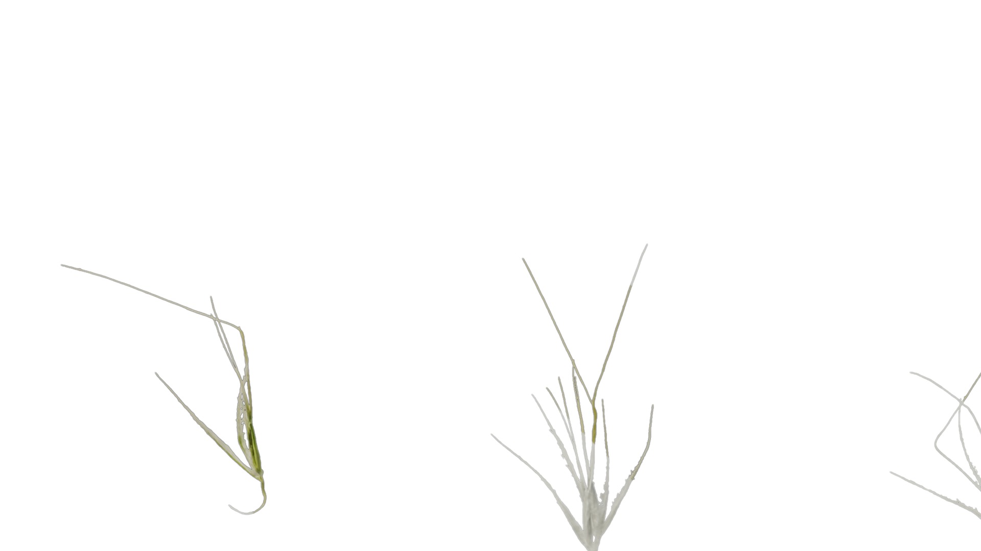 Anydrafts Lagurus ovatus Flower 03 Texture_1