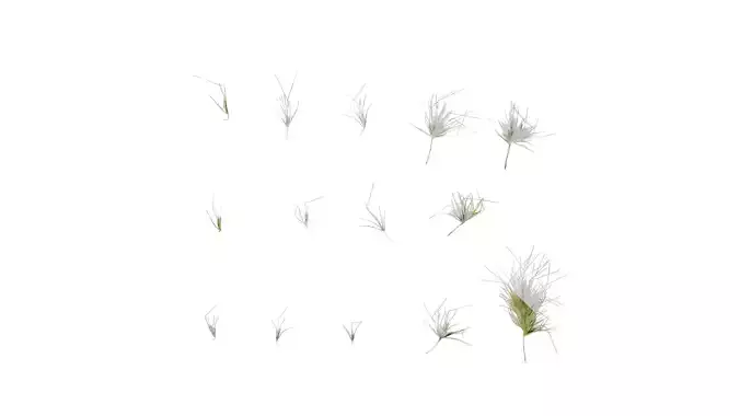 Anydrafts Lagurus ovatus Flower 03