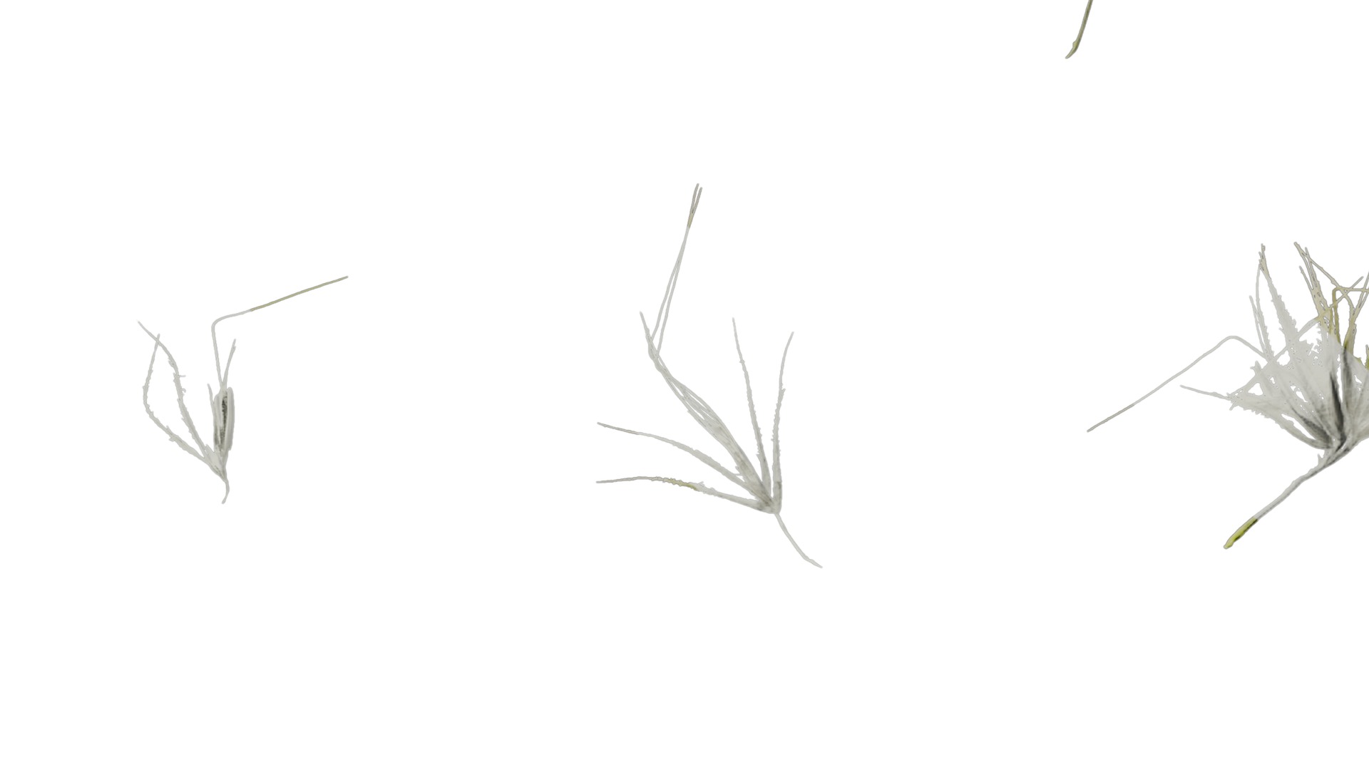 Anydrafts Lagurus ovatus Flower 03 Texture_7