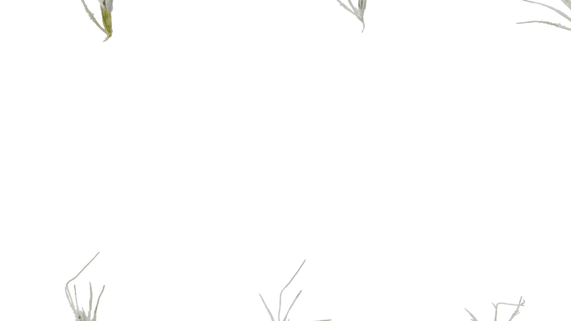 Anydrafts Lagurus ovatus Flower 03 Texture_5