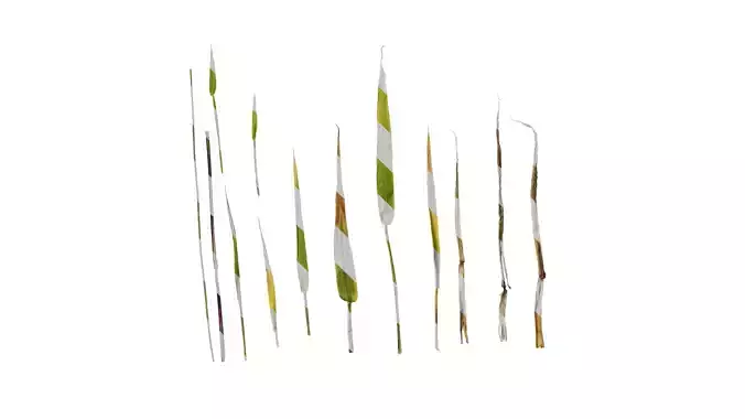 Anydrafts Lagurus ovatus Leaf 01