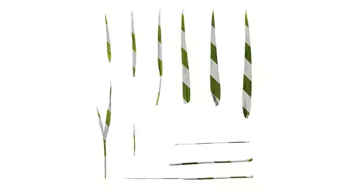 Anydrafts Lagurus ovatus Leaf 03