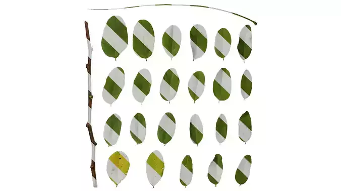 Anydrafts Robinia pseudoacacia Leaf 02 Texture