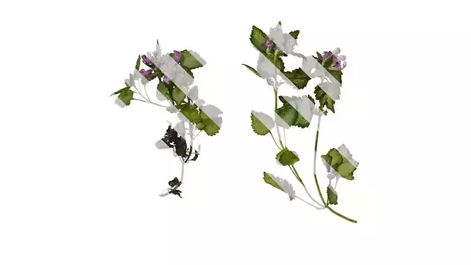 Anydrafts Lamium maculatum ghost Atlas 01