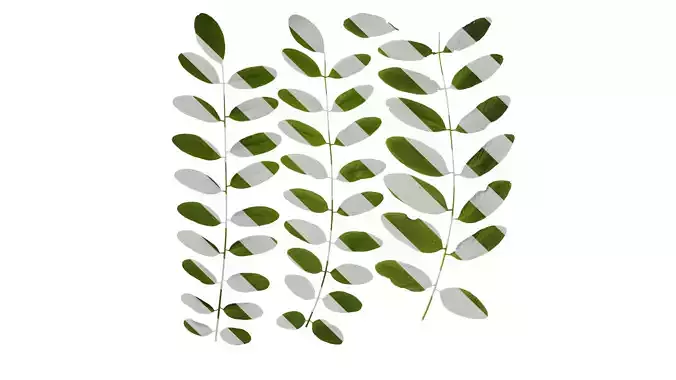 Anydrafts Robinia pseudoacacia Leaf 03 Texture