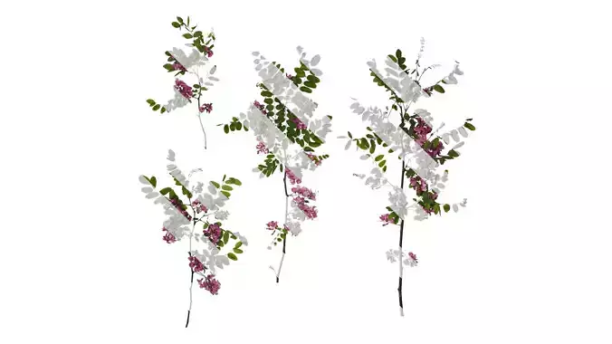 Anydrafts Robinia pseudoacacia purple robe Atlas 01 Texture