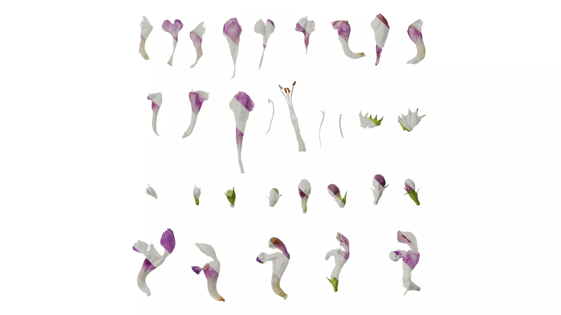 Anydrafts Lamium maculatum ghost Flower 01 Texture_0