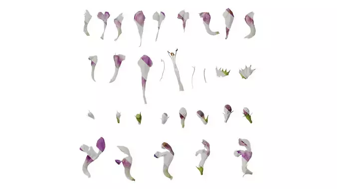 Anydrafts Lamium maculatum ghost Flower 01