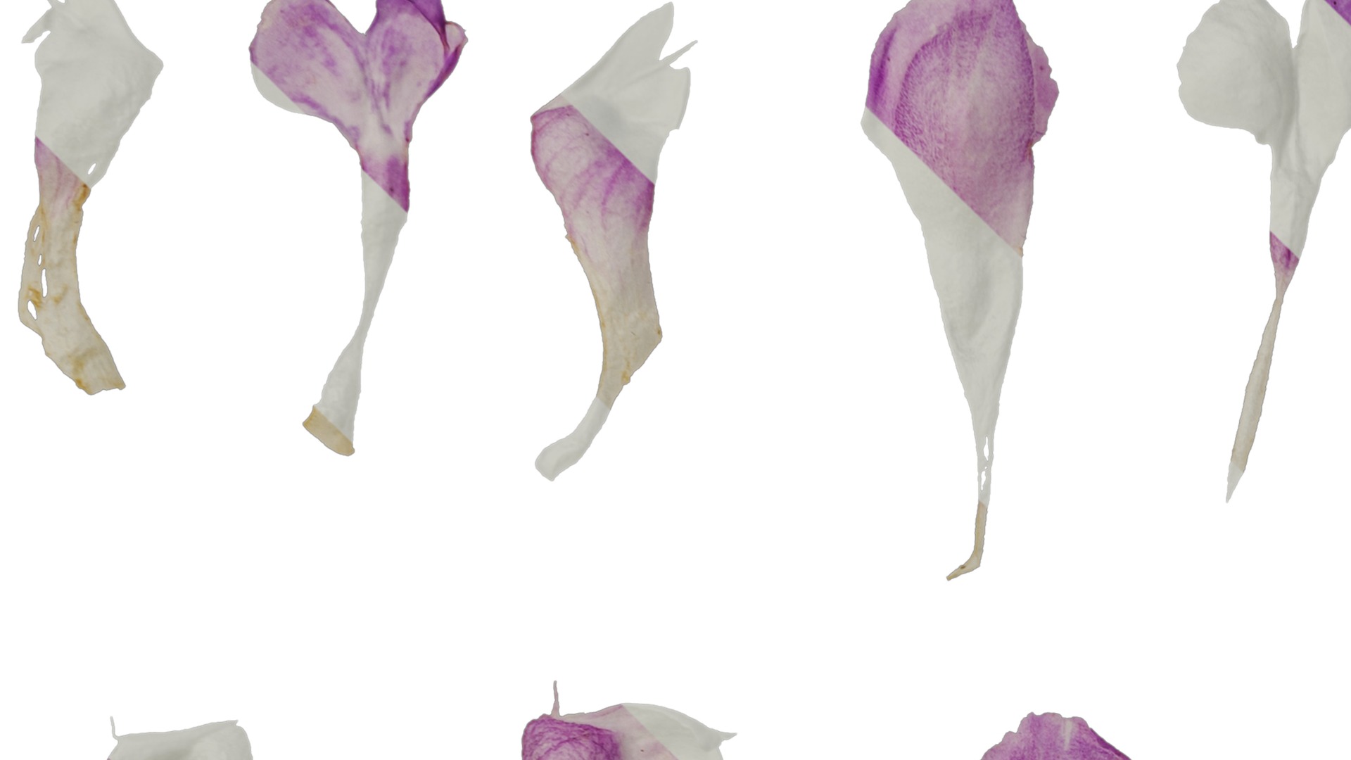 Anydrafts Lamium maculatum ghost Flower 01 Texture_1