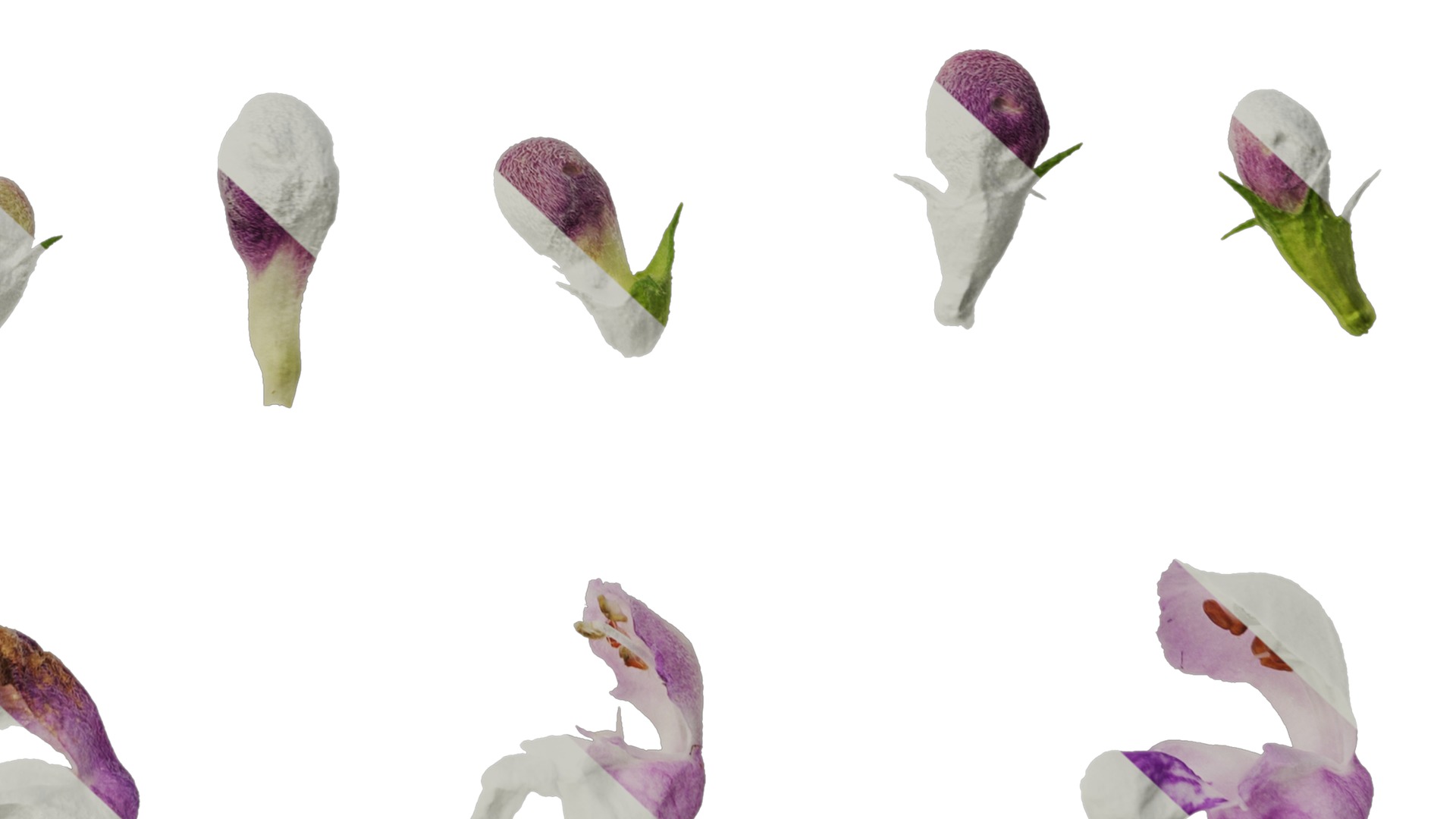 Anydrafts Lamium maculatum ghost Flower 01 Texture_6