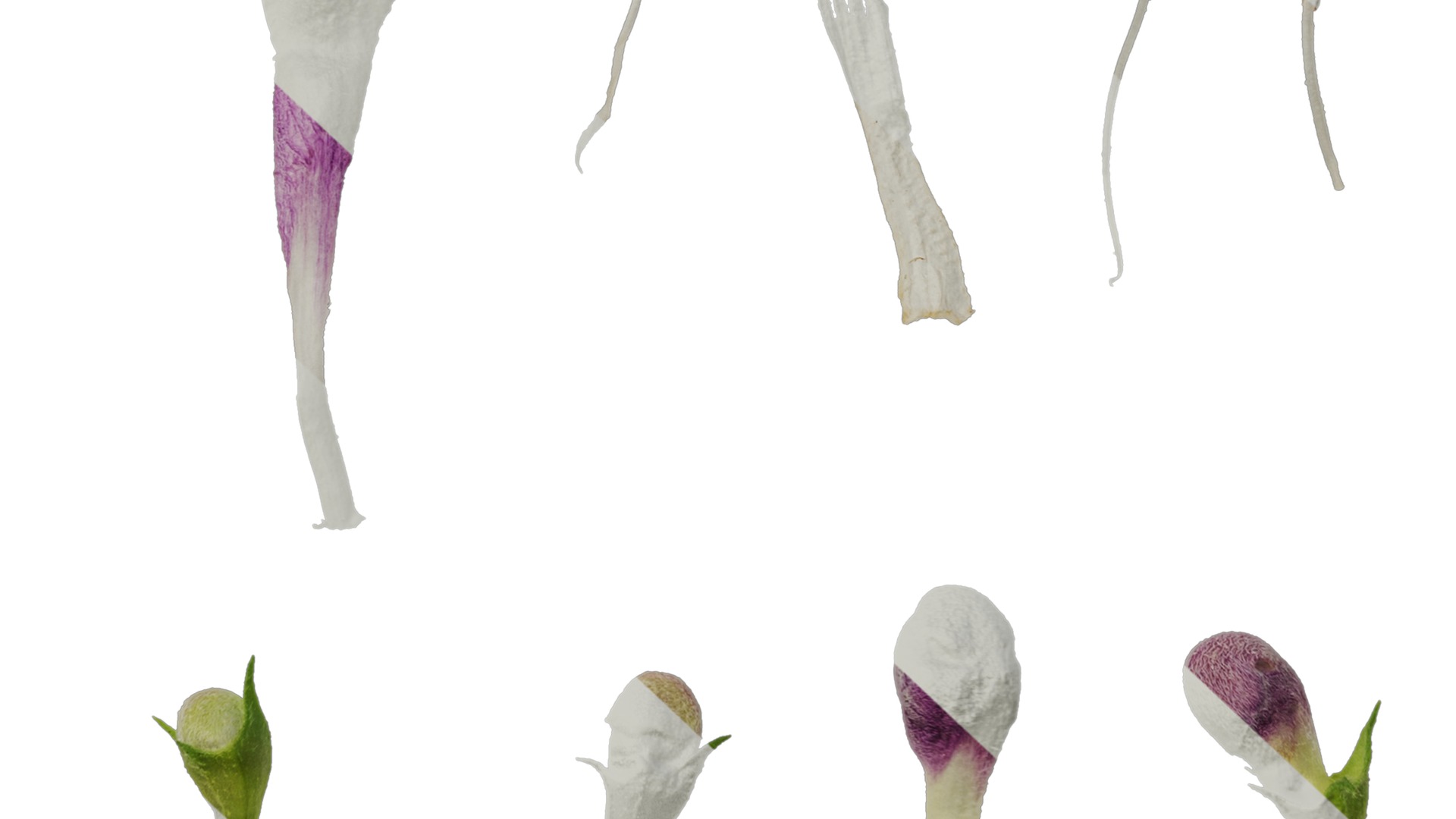 Anydrafts Lamium maculatum ghost Flower 01 Texture_7