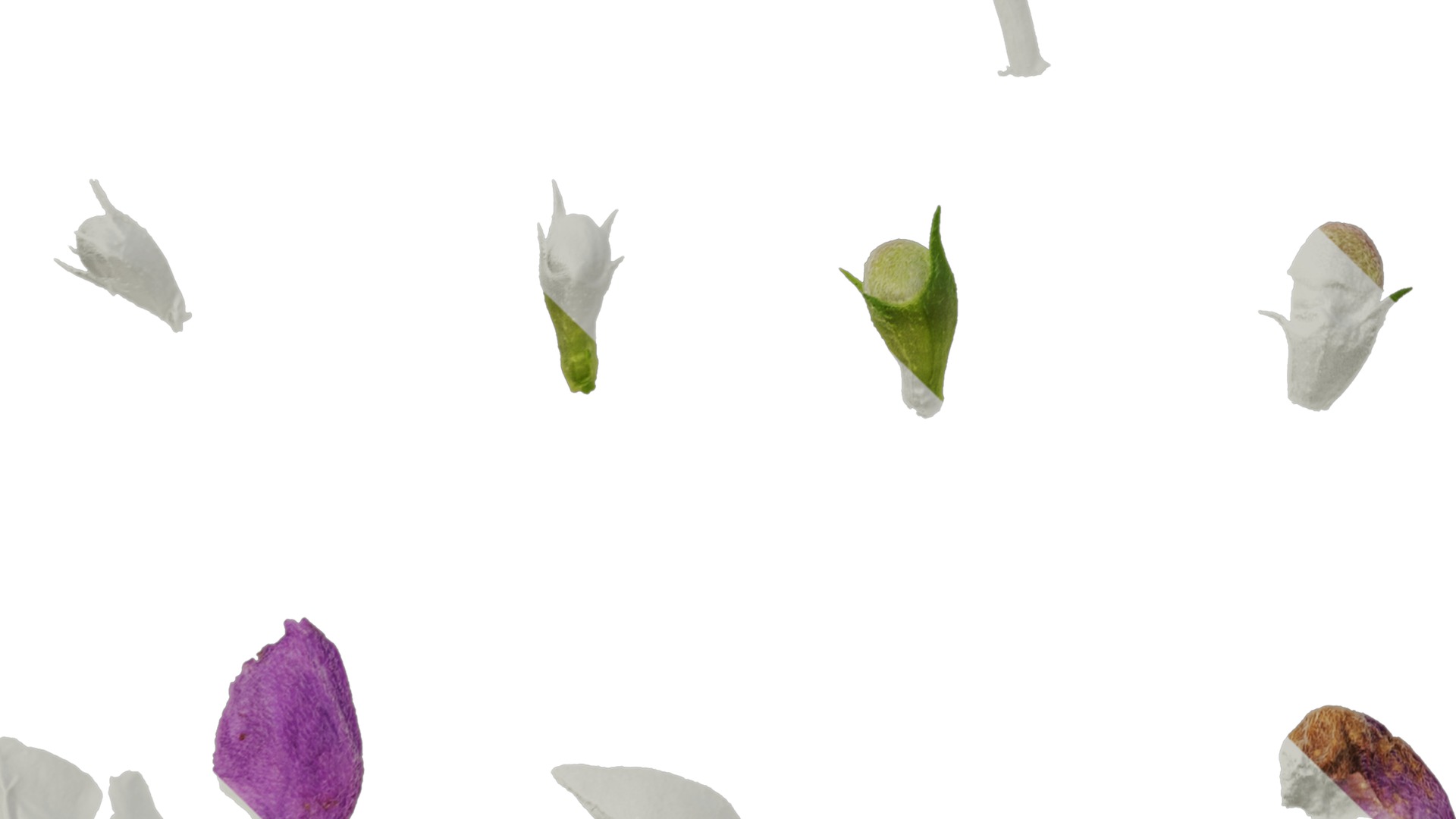 Anydrafts Lamium maculatum ghost Flower 01 Texture_5