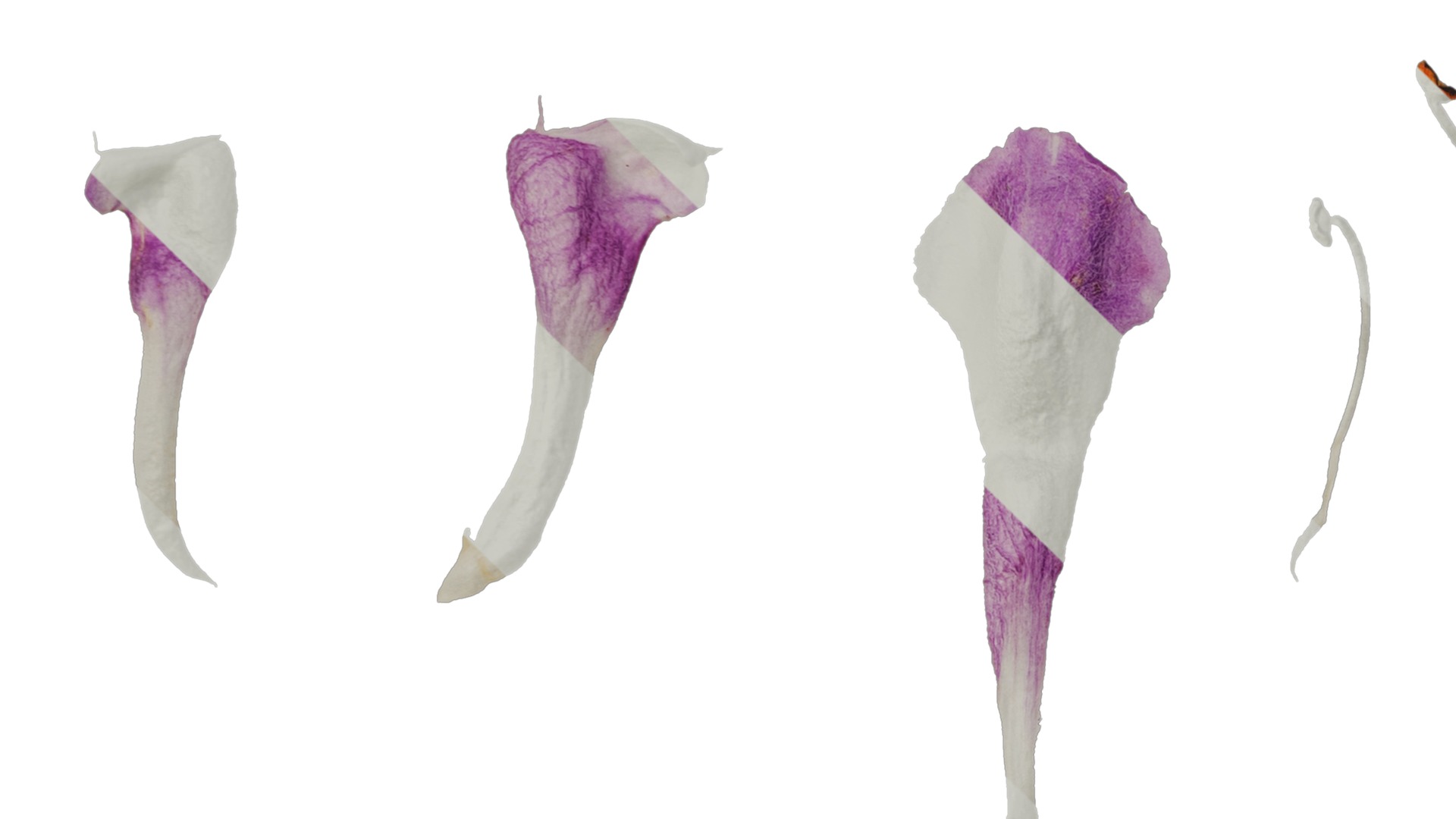 Anydrafts Lamium maculatum ghost Flower 01 Texture_3