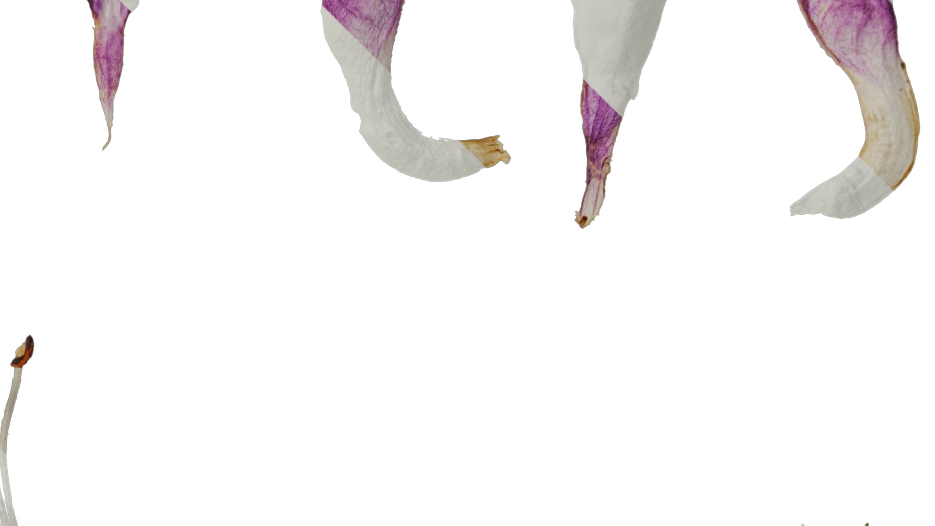 Anydrafts Lamium maculatum ghost Flower 01 Texture_2