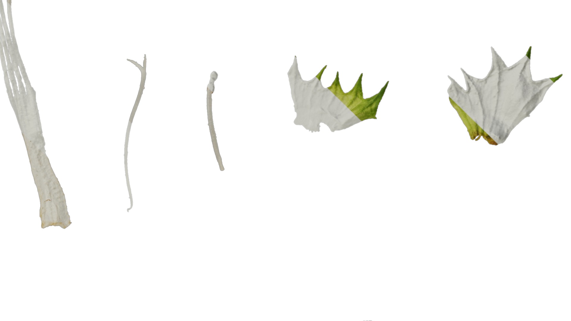 Anydrafts Lamium maculatum ghost Flower 01 Texture_4