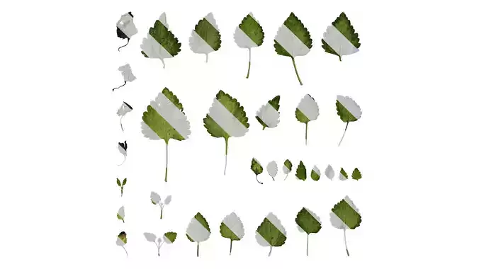 Anydrafts Lamium maculatum ghost Leaf 01