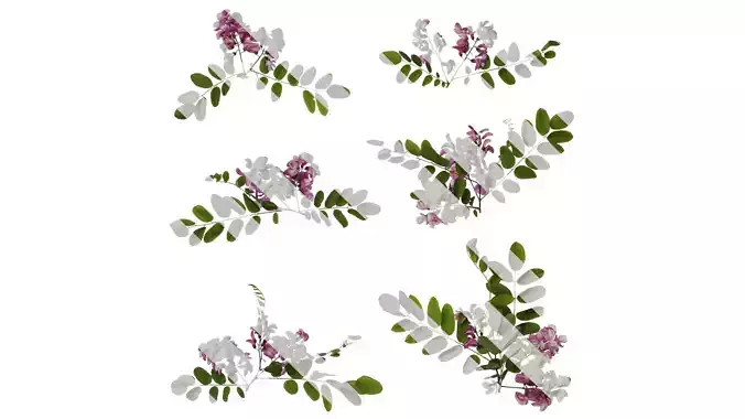 Anydrafts Robinia pseudoacacia purple robe Atlas 02 Texture