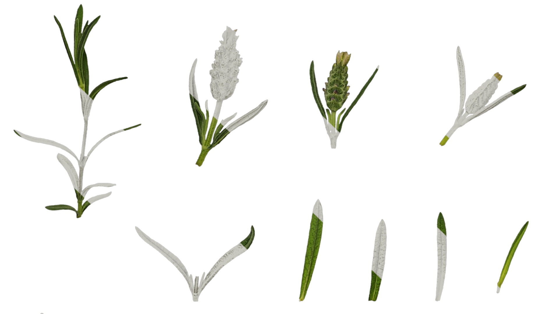 Anydrafts Lavandula stoechas Atlas 01 Texture_5