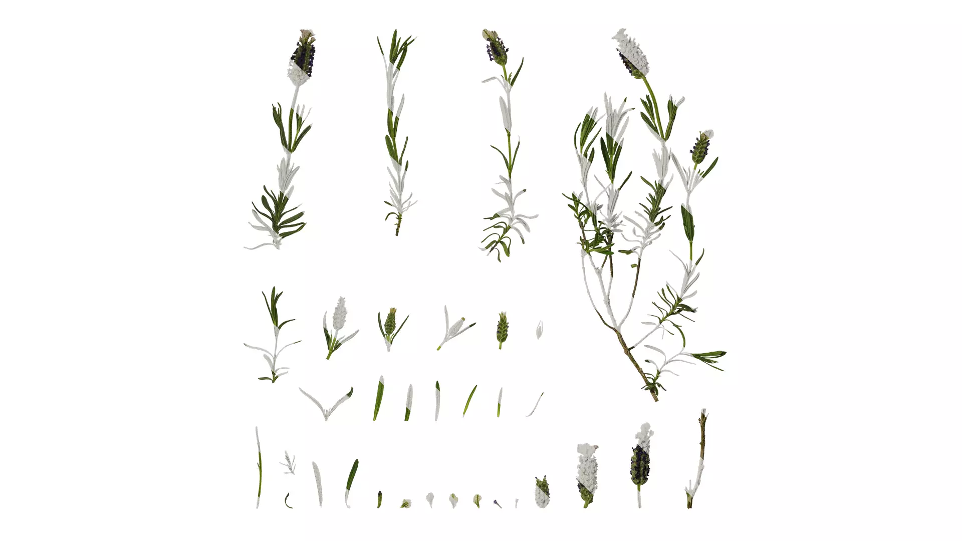 Anydrafts Lavandula stoechas Atlas 01 Texture_0