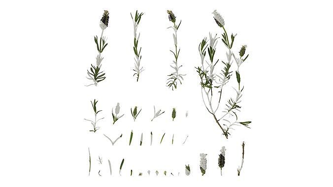 Anydrafts Lavandula stoechas Atlas 01 Texture